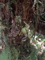 Panacanthus cuspidatus
