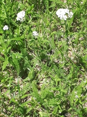 Achillea millefolium borealis