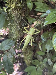 Panacanthus cuspidatus