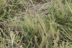 Hedeoma reverchonii