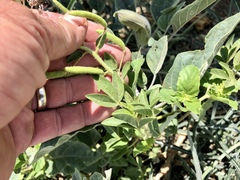 Polanisia dodecandra trachysperma