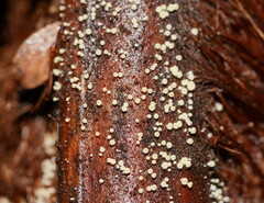 Lachnum pteridophyllum