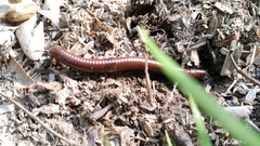 Pachyiulus hungaricus