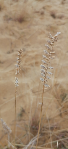 Image of Agropyron dasyanthum by (c) tetyanakuchma, some rights reserved (CC BY)