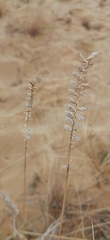 Agropyron dasyanthum
