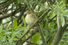 Curruca communis
