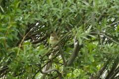 Curruca communis