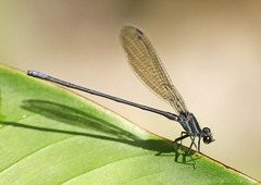 Argia yungensis