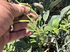 Polanisia dodecandra trachysperma