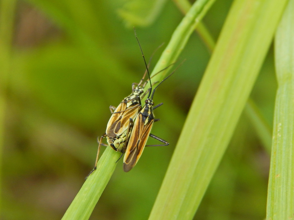 Meadow Plant Bug from Сысертский р-н, Свердловская обл., Россия on July ...