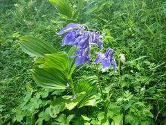Aquilegia nigricans
