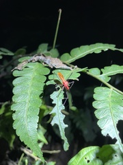 Ricolla quadrispinosa