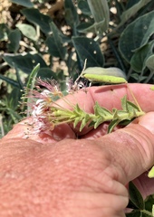 Polanisia dodecandra trachysperma