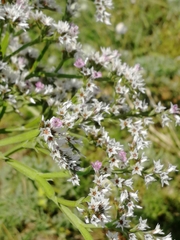 Goniolimon tataricum