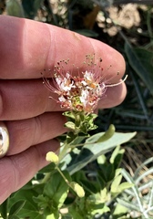 Polanisia dodecandra trachysperma