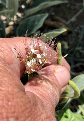 Polanisia dodecandra trachysperma