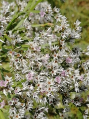 Goniolimon tataricum