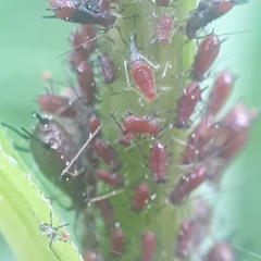 Uroleucon solidaginis