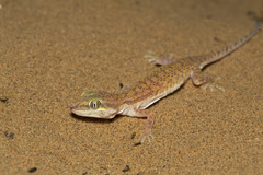 Crossobamon eversmanni