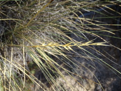 Stipa juncea