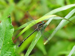 Leptogomphus sauteri formosanus