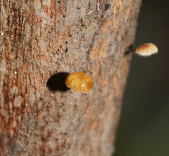 Marasmius alveolaris