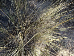 Stipa juncea