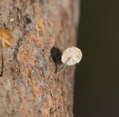 Marasmius alveolaris