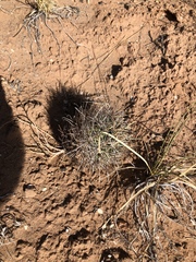 Sclerocactus wrightiae