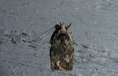 Phaeosaces compsotypa