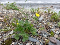 Potentilla fragiformis