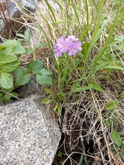 Primula mazurenkoae