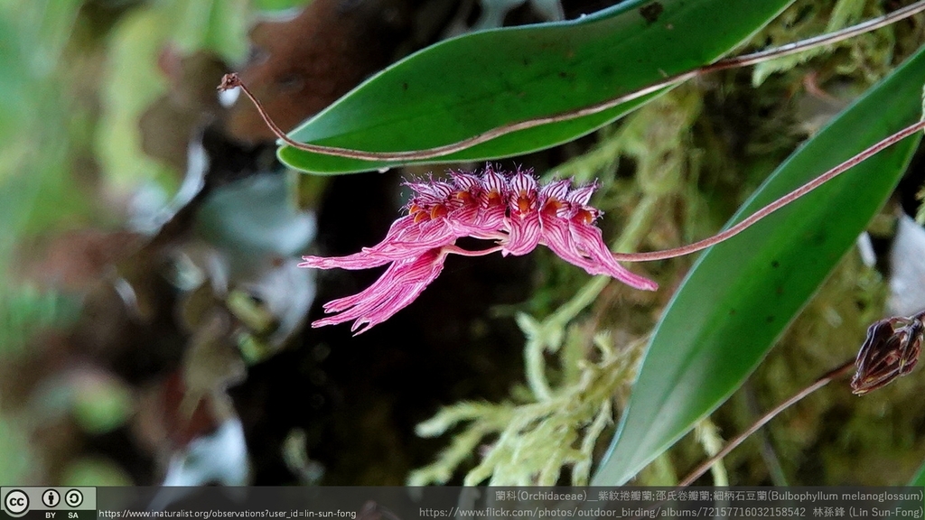 Bulbophyllum melanoglossum