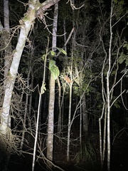 Trichosurus johnstonii