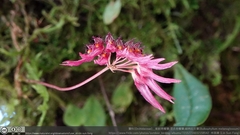 Bulbophyllum melanoglossum
