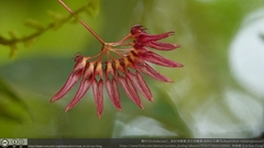 Bulbophyllum melanoglossum