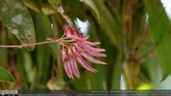 Bulbophyllum melanoglossum