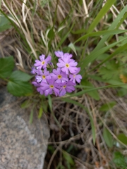 Primula mazurenkoae