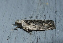 Phaeosaces compsotypa