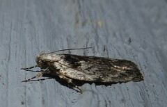 Phaeosaces compsotypa