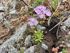 Primula mazurenkoae