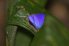 Arhopala madytus