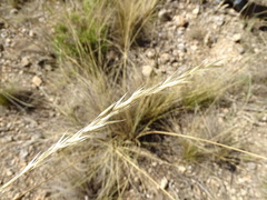 Stipa juncea