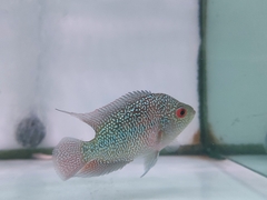 Amphilophus labiatus × cichlasoma trimaculatum