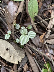 Peperomia serpens