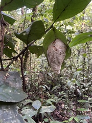 Angiopolybia