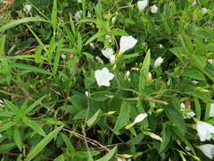 Stylisma humistrata