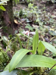 Maxillaria caucana