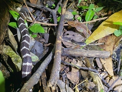 Bungarus multicinctus multicinctus