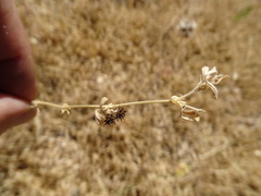 Medicago rigidula